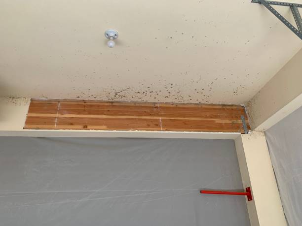 Professional Mold Removal in Woodlawn Beach, FL